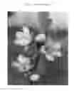 Fig. 03 - Peach tree named 'FA 1566'