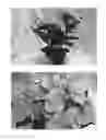 Fig. 02 - Hydrangea Plant named 'BC8.3'