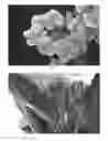 Fig. 04 - Hydrangea Plant named 'BC8.3'