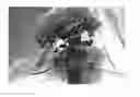 Fig. 01 - Hydrangea Plant named 'BC7.13'