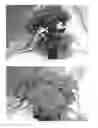 Fig. 02 - Hydrangea Plant named 'BC7.13'