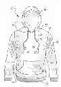 Fig. 01 - Sweatshirt pipe