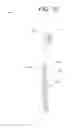 Fig. 04 - BLING TOOTHBRUSH