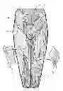 Fig. 01 - Method for ornamentally decorating an inanimate object