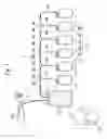 Fig. 02 - Container for preparing serum and regenerative medical process using the same