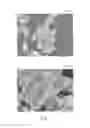 Fig. 02 - Rare earth phosphovanadate phosphor and method for producing the same