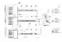 Fig. 01 - Methods for transmitting and receiving audiovisual content
