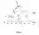 Fig. 07 - Apparatus and method for optimizing data-path in mobile communication network