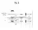 Fig. 02 - Method and apparatus for transmitting frame in WLAN system