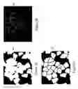 Fig. 06 - Teachable object contour mapping for biology image region partition