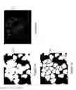 Fig. 06 - Teachable object contour mapping for biology image region partition