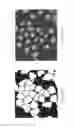 Fig. 09 - Teachable object contour mapping for biology image region partition