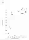 Fig. 09 - Antibody drug conjugates