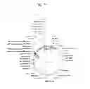 Fig. 09 - Vectors conditionally expressing protein