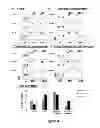 Fig. 06 - Isolated B7-H4 specific compositions and methods of use thereof