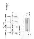 Fig. 07 - Isolated B7-H4 specific compositions and methods of use thereof