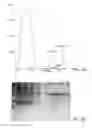 Fig. 07 - Mitochondrial proteins constructs and uses thereof