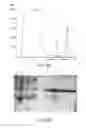 Fig. 09 - Mitochondrial proteins constructs and uses thereof