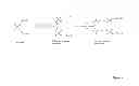 Fig. 05 - Stabilized immune modulatory RNA (SIMRA) compounds for TLR7 and TLR8