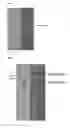 Fig. 02 - Composition comprising chlorella extract for preventing or treating liver disease