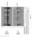 Fig. 06 - Use of microRNAs to control virus helper nucleic acids