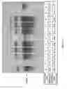 Fig. 12 - Use of microRNAs to control virus helper nucleic acids