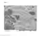 Fig. 07 - Hemostatic sponge