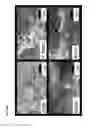Fig. 08 - Hemostatic compositions and methods of use