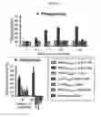 Fig. 05 - REPROGRAMMING UROKINASE INTO AN ANTIBODY-RECRUITING ANTICANCER AGENT