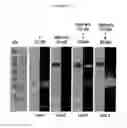 Fig. 11 - REPROGRAMMING UROKINASE INTO AN ANTIBODY-RECRUITING ANTICANCER AGENT