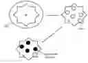 Fig. 01 - Delivery of an active material