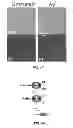 Fig. 11 - Methods of treating gram-negative microbial infections