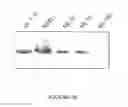 Fig. 22 - Msp nanopores and related methods