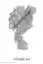 Fig. 29 - Msp nanopores and related methods