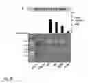Fig. 06 - Simultaneous extraction of DNA and RNA from FFPE tissues