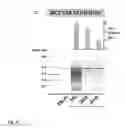 Fig. 07 - Simultaneous extraction of DNA and RNA from FFPE tissues