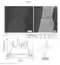 Fig. 02 - Graphene-biomolecule bioelectronic devices