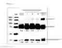 Fig. 08 - Antibody capable of binding to specific region of periostin, and method of measuring periostin using the same