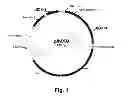 Fig. 02 - Cellulolytic enzyme compositions and uses thereof