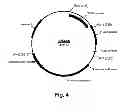 Fig. 05 - Cellulolytic enzyme compositions and uses thereof