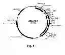 Fig. 06 - Cellulolytic enzyme compositions and uses thereof