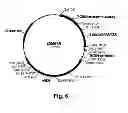 Fig. 07 - Cellulolytic enzyme compositions and uses thereof