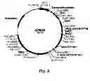 Fig. 09 - Cellulolytic enzyme compositions and uses thereof