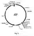 Fig. 10 - Cellulolytic enzyme compositions and uses thereof