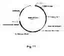 Fig. 12 - Cellulolytic enzyme compositions and uses thereof