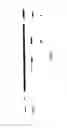 Fig. 08 - Mammalian cell lines for increasing longevity and protein yield from a cell culture