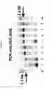 Fig. 06 - PEG-MEDIATED ASSEMBLY OF NUCLEIC ACID MOLECULES