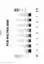 Fig. 07 - PEG-MEDIATED ASSEMBLY OF NUCLEIC ACID MOLECULES