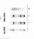 Fig. 08 - PEG-MEDIATED ASSEMBLY OF NUCLEIC ACID MOLECULES