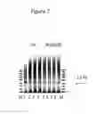 Fig. 09 - PEG-MEDIATED ASSEMBLY OF NUCLEIC ACID MOLECULES